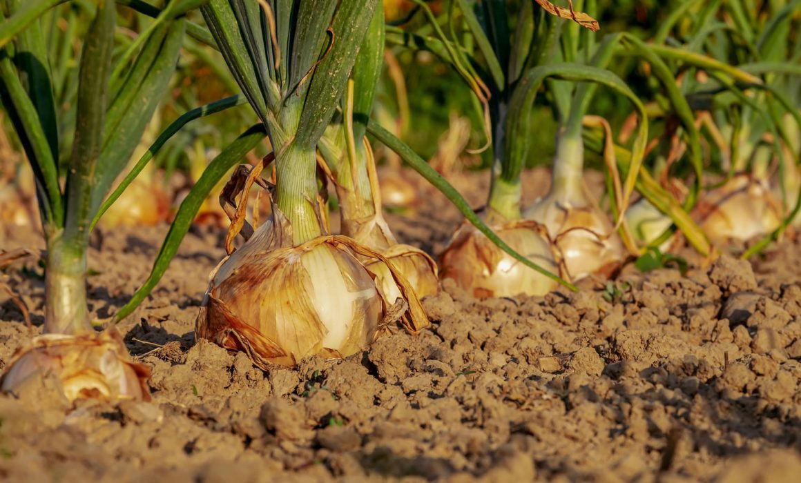cebollas
